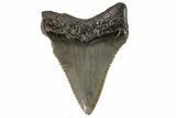 Serrated, Baby Megalodon Tooth - Georgia #83716-1